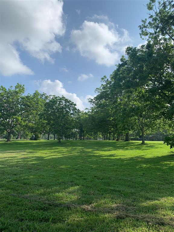 Pecan orchard