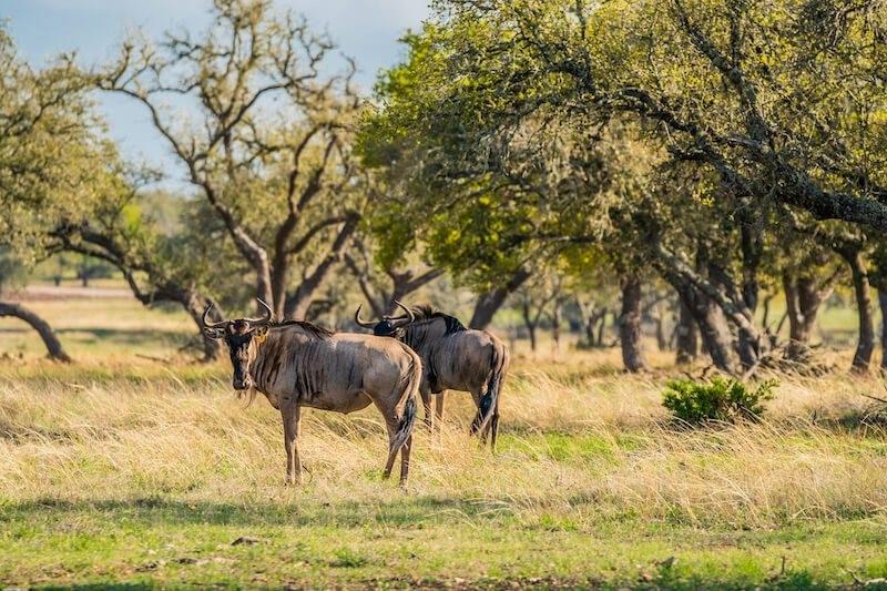 Lot 34 Pack Saddle Drive , Harper, Texas image 14