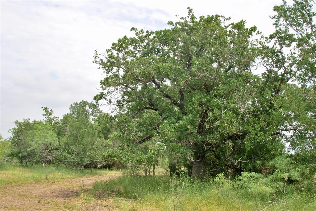 3094 County Rd 397  , Moulton, Texas image 45