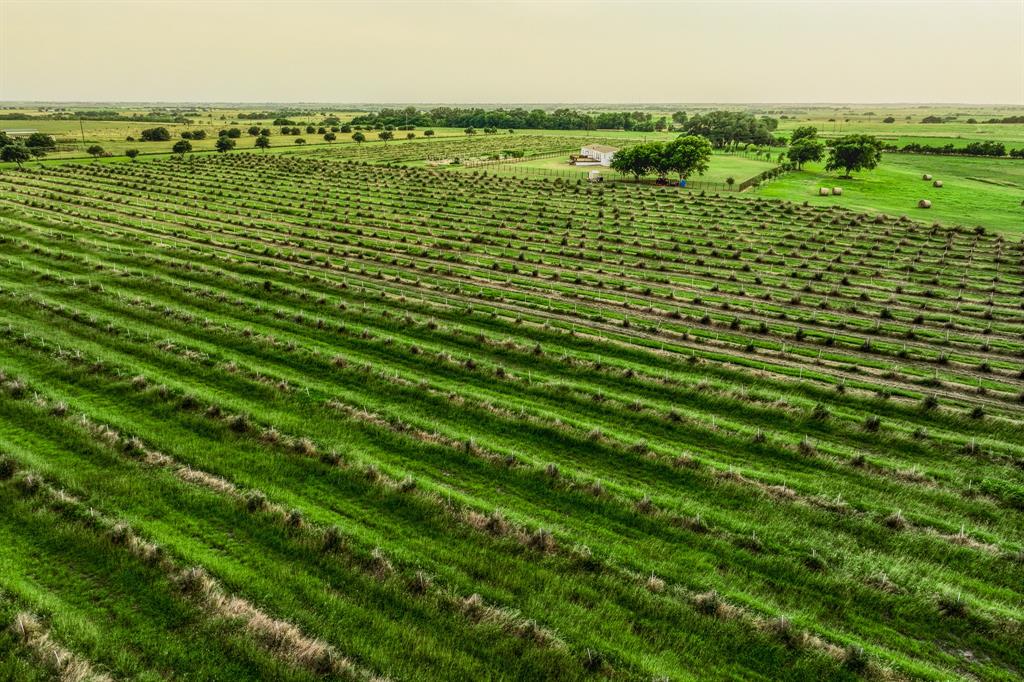 The estate sprawls across rolling hills, where every glance reveals a stunning tableau of verdant rows and budding olive trees.