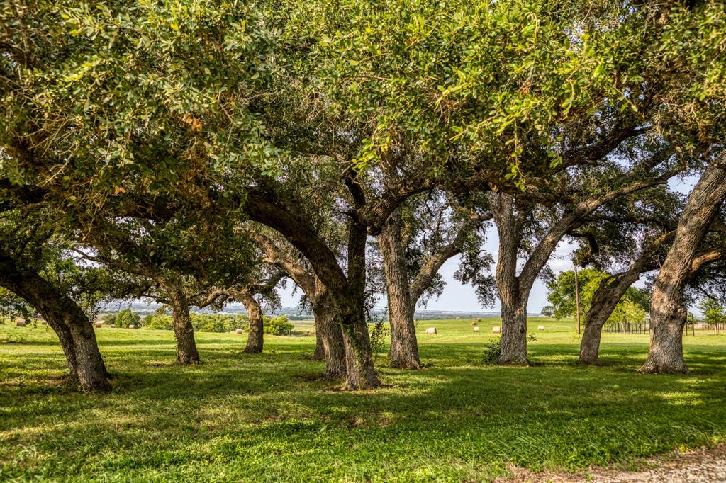 Lush Texas Landscapes: Ideal for leisurely walks, picnics, and outdoor activities.