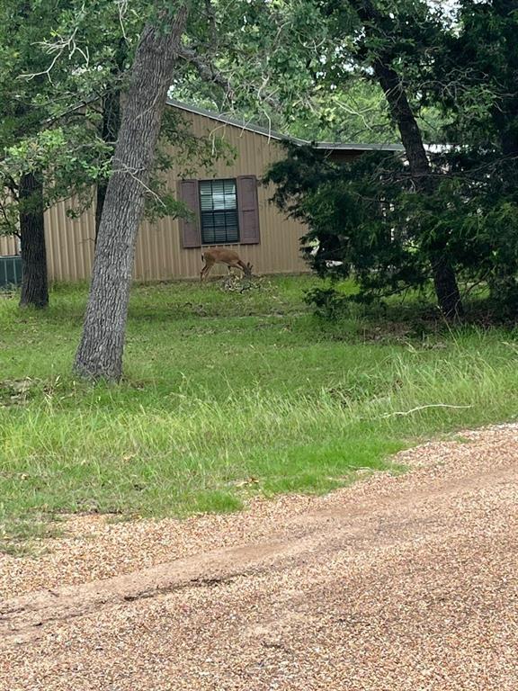 DEER GRAZING AT YOUR BEDROOM WINDOW