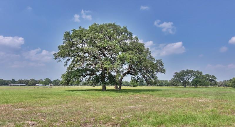 7947 County Road 284  , Edna, Texas image 8