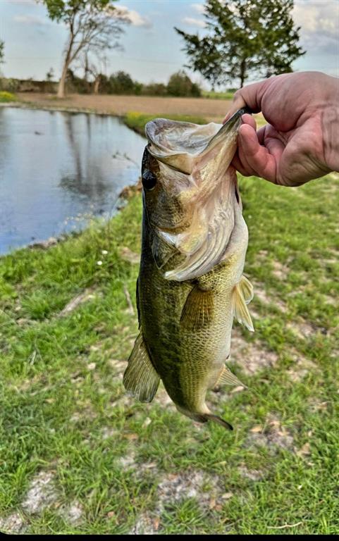 Large bass caught in the pond