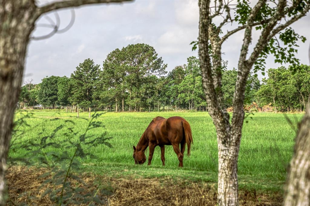 4320 County Road 18  , Damon, Texas image 10