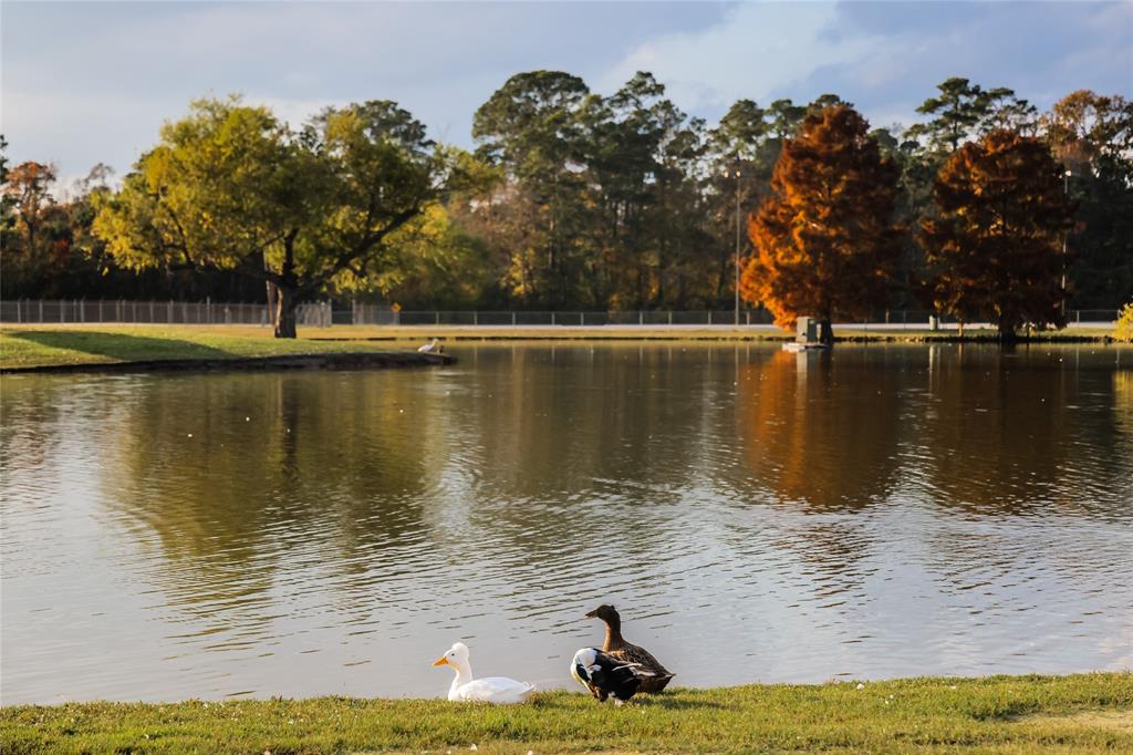 22531 Pagoda Dogwood Branch , New Caney, Texas image 9