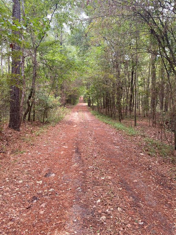 No Name Lane , Coldspring, Texas image 17