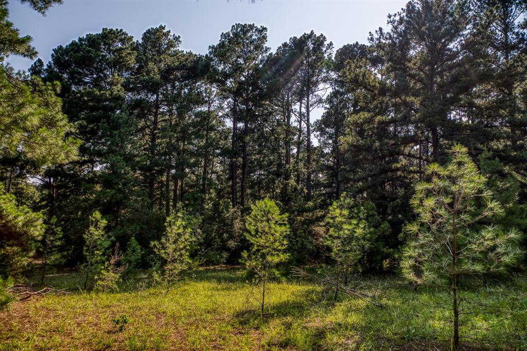 TBD (15.682 Acres) Stockade Ranch Road , Paige, Texas image 15