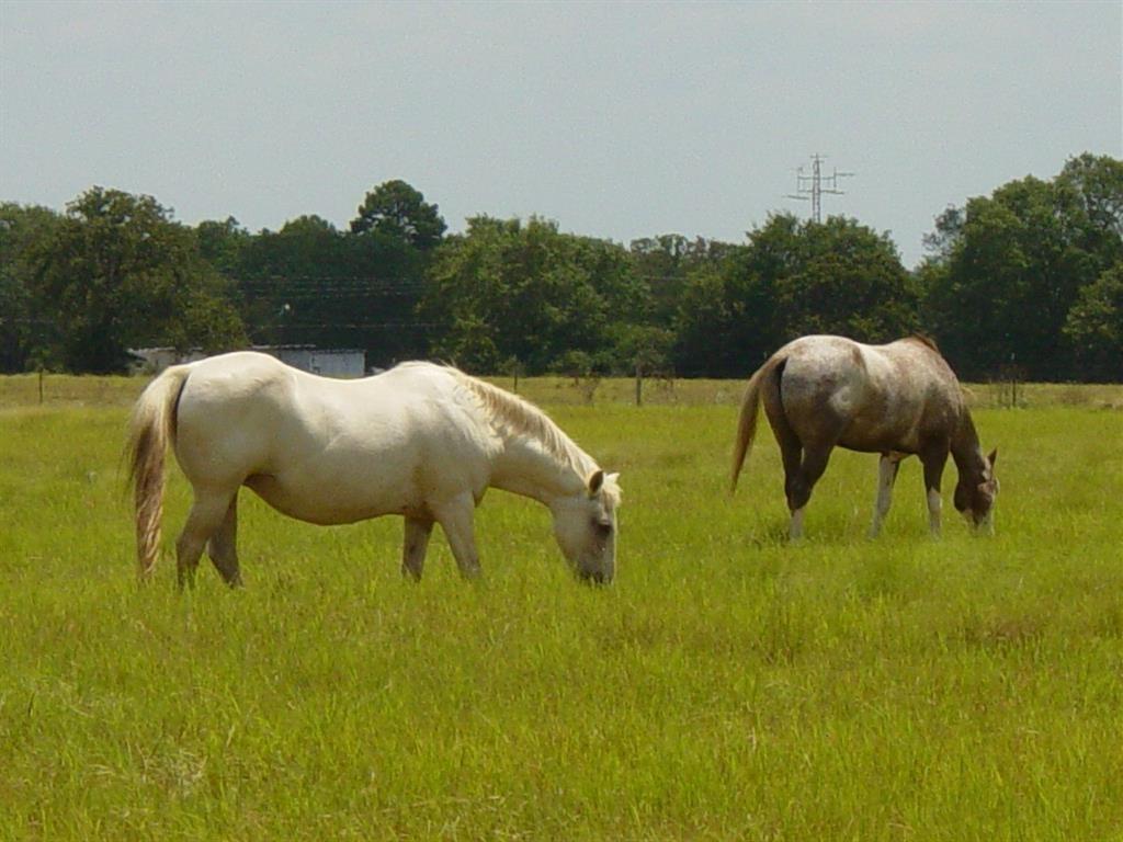 Ercoupe Lane , Hilltop Lakes, Texas image 6