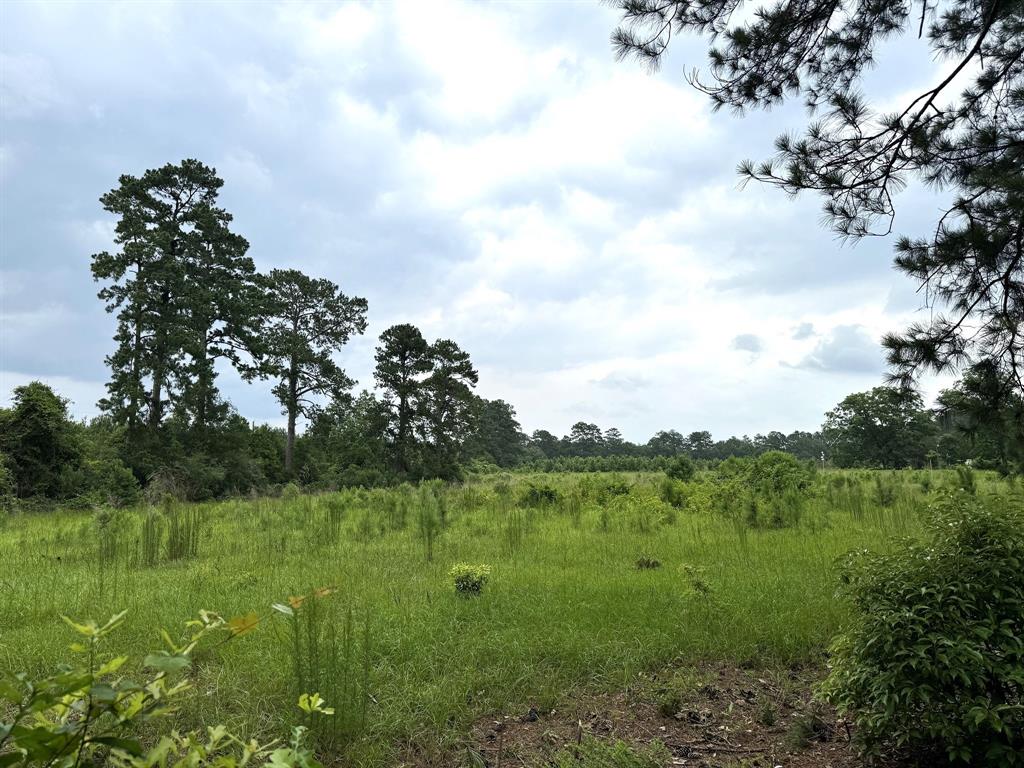 TBD County Road 1915  , Warren, Texas image 11