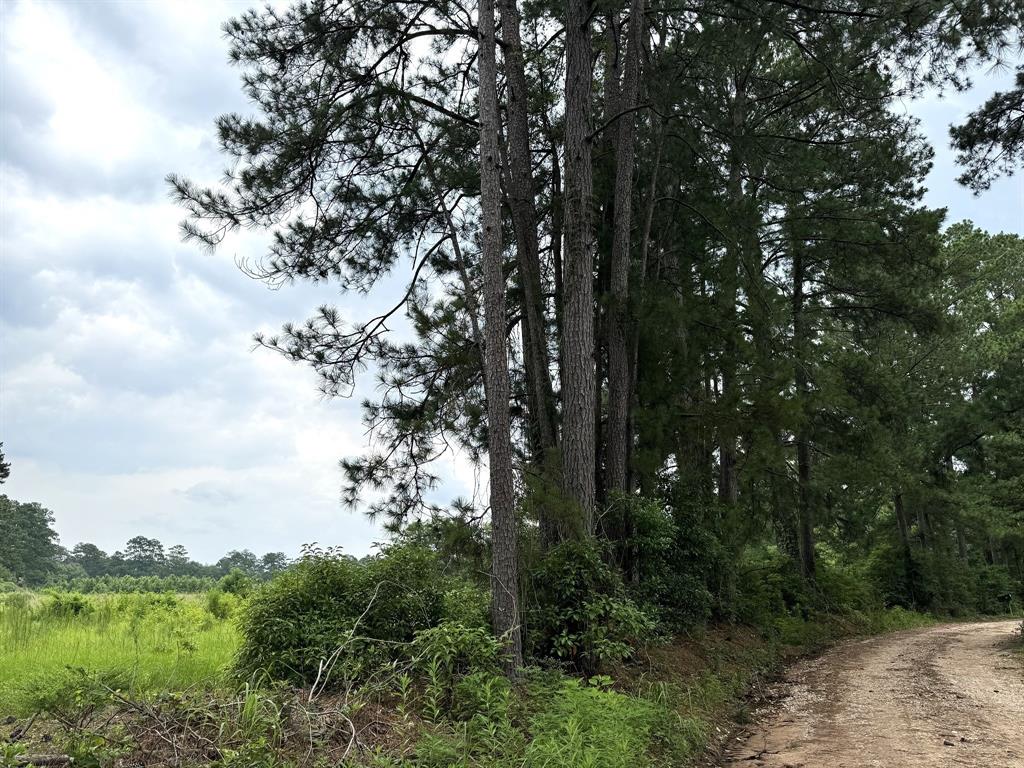 TBD County Road 1915  , Warren, Texas image 10