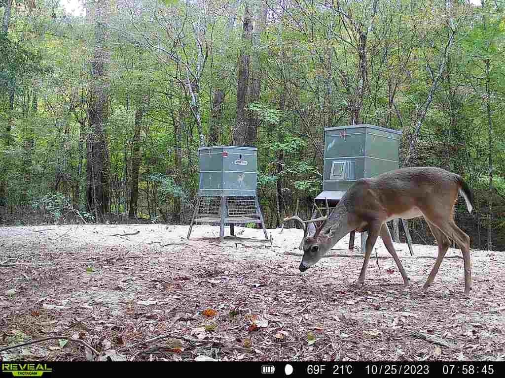 720 County Road 2834  , Colmesneil, Texas image 44