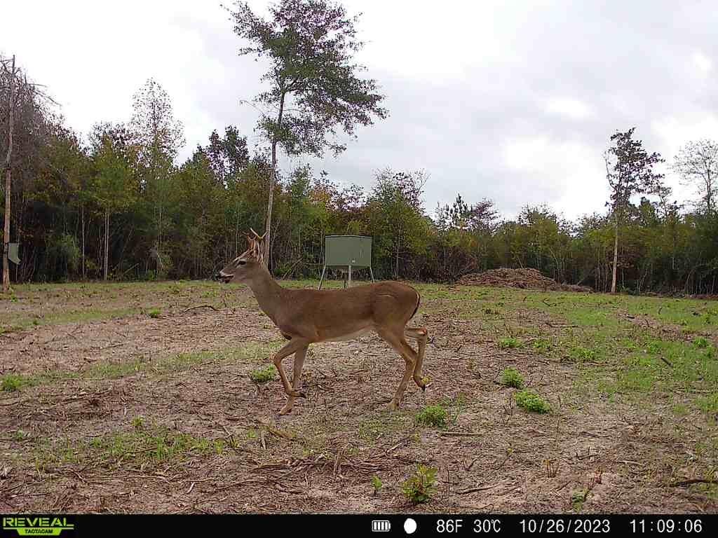 720 County Road 2834  , Colmesneil, Texas image 45