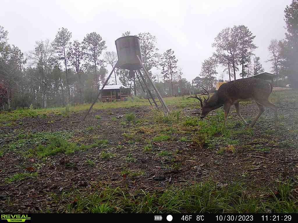 720 County Road 2834  , Colmesneil, Texas image 46