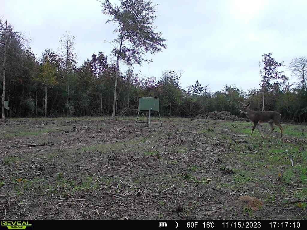 720 County Road 2834  , Colmesneil, Texas image 49