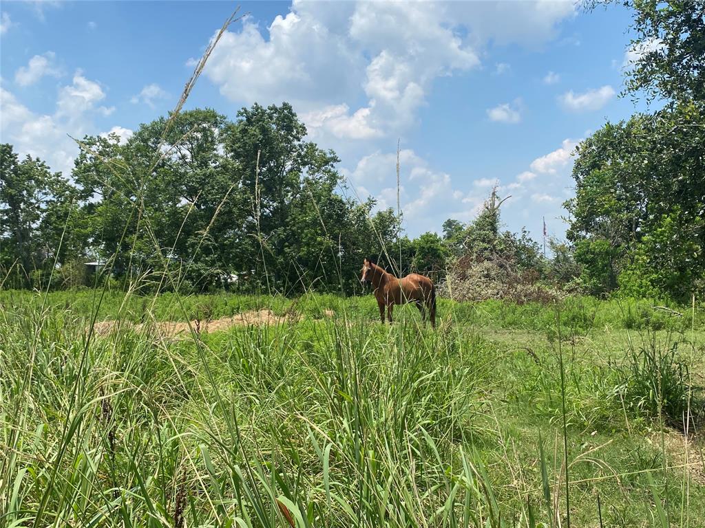 13591 Cochran Road , Waller, Texas image 11