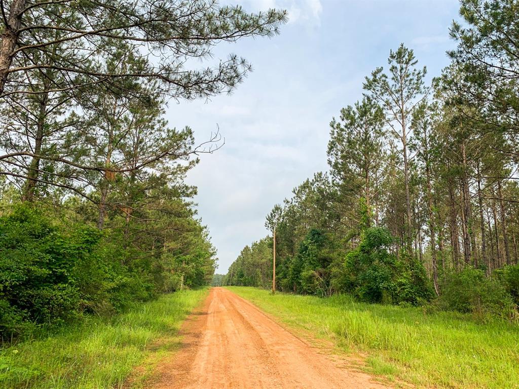 Morrell Road  , Chester, Texas image 4