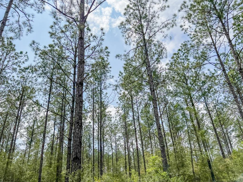 Morrell Road  , Chester, Texas image 8