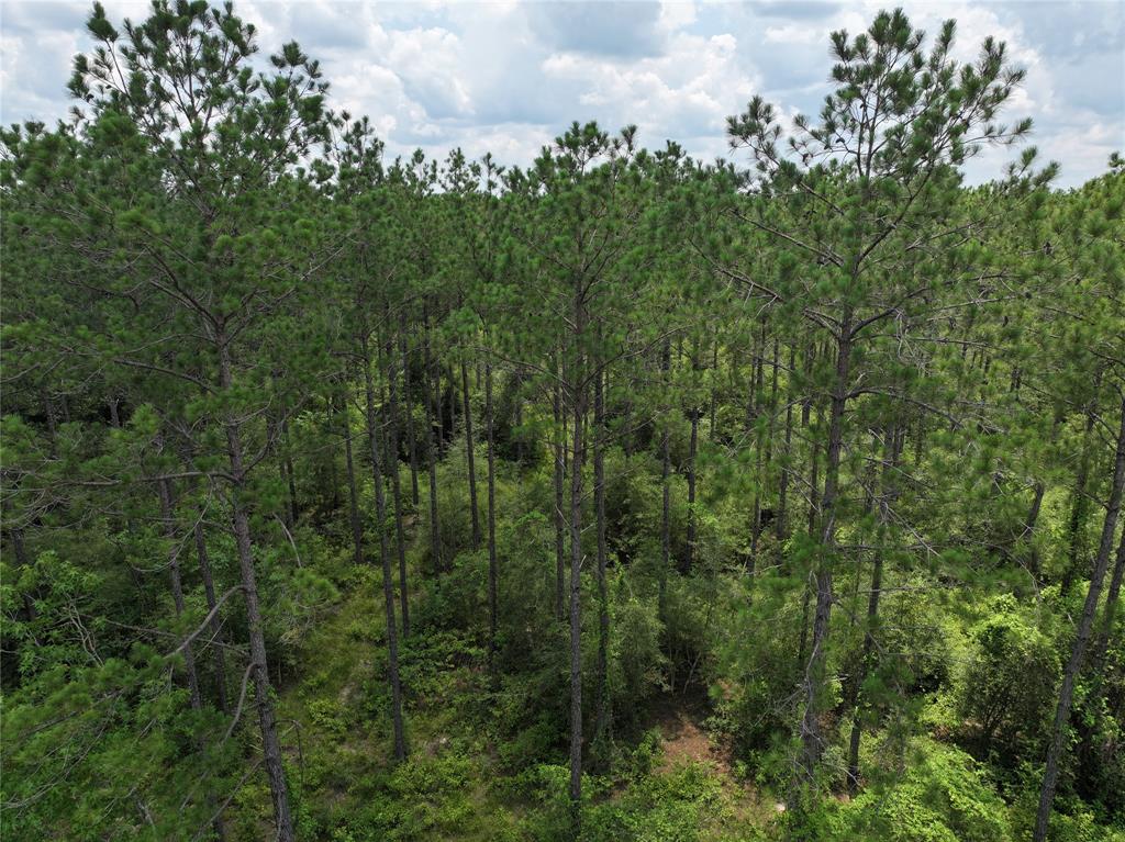 Morrell Road  , Chester, Texas image 9