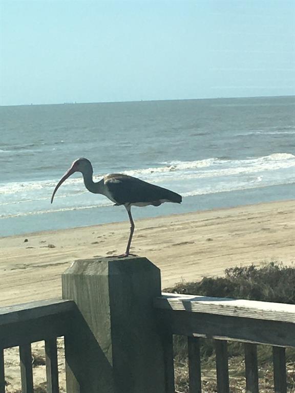 This beautiful beach view home is located steps away from long stretches of Gulf beachfront. It sits off TX HWY 87 and can be reached conveniently from Galveston, Houston, and Beaumont, TX.