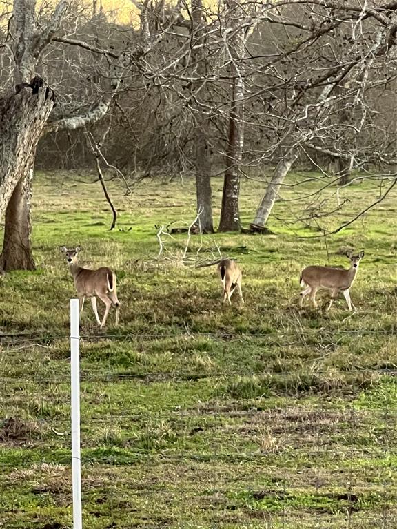 This is your personal woodland sactuary that serves as a haven for wildlife or your own animals.