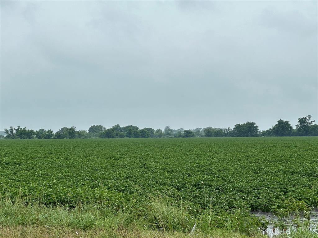 Cow Micham Fm 1462 Road , Damon, Texas image 4