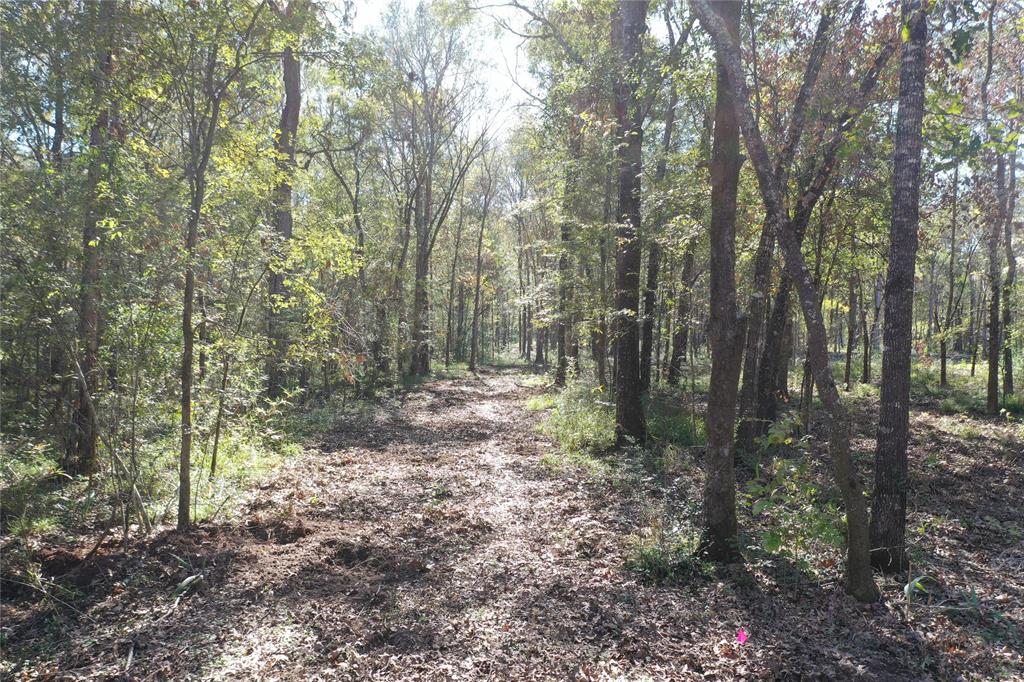 Buck Creek Road , Shepherd, Texas image 11