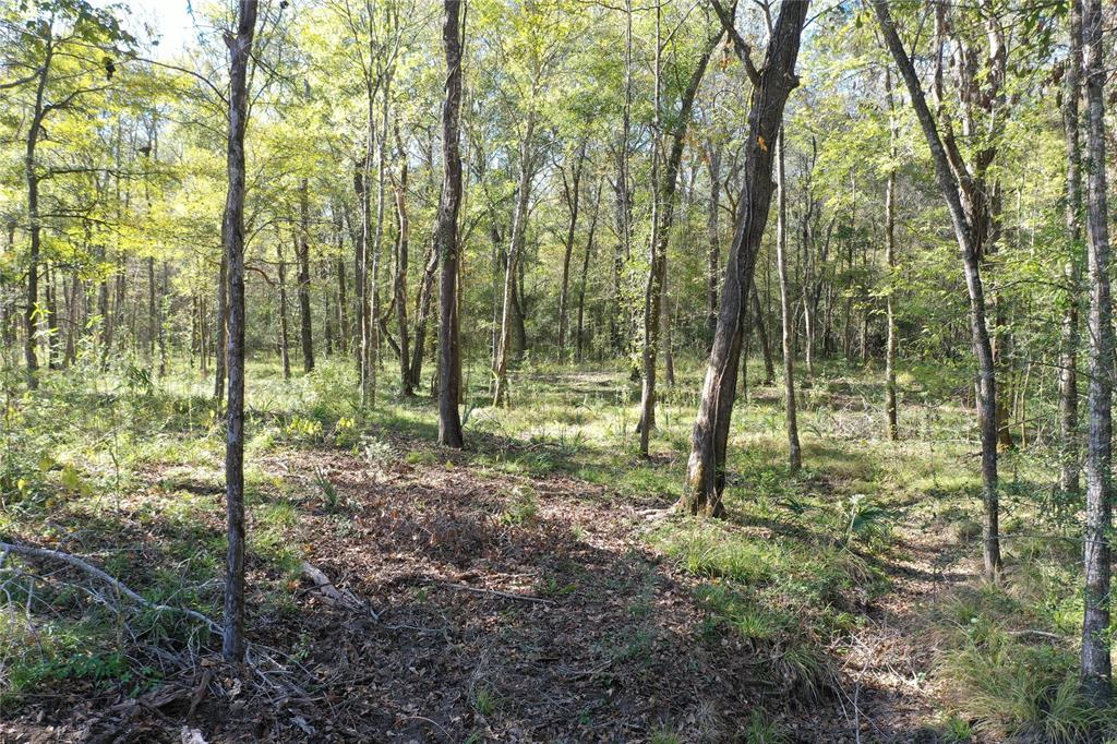 Buck Creek Road , Shepherd, Texas image 9