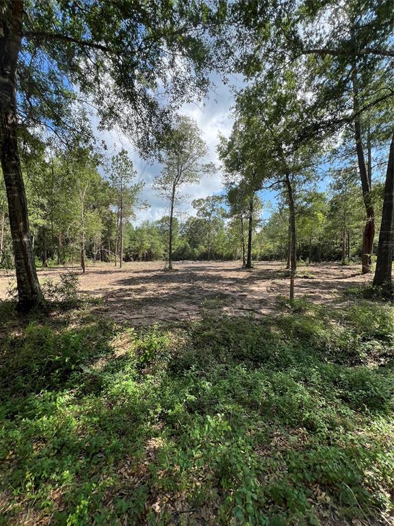 TBD Lot 3 Deerwood Drive , Plantersville, Texas image 5