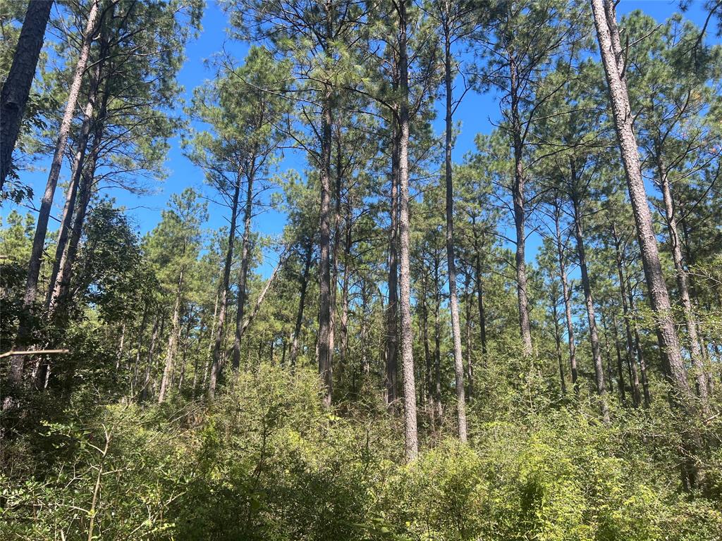 Come enjoy this 6.403-acre tract in the much sought after Big Sandy School District. This tract has young pine timber.  You can turn this tract into pastureland or let the timber grow. The property is only a few miles from the Naskila Casino, which is growing with tons of opportunities. The land is lightly restricted, and you can build your new home or move in a manufactured home.  Don’t miss out on owning your own piece of land in the country. This tract is very affordable and will make a great investment!