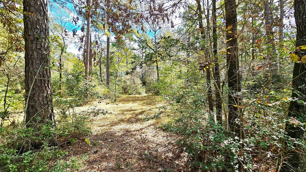 This is a lovely, wooded tract that will have owned frontage on Hill Rd.  (Not an easement) There are all varieties of oaks throughout the property as well as pines.  Currently there are walking trails and partially cleared areas to view.  It drains well and will provide a beautiful secluded homesite in the low tax area of San Jacinto County while giving convenient access to I45 by means of FM 1097 and also to Tx 59 by means of FM 1725.  (no mobile homes, no businesses)