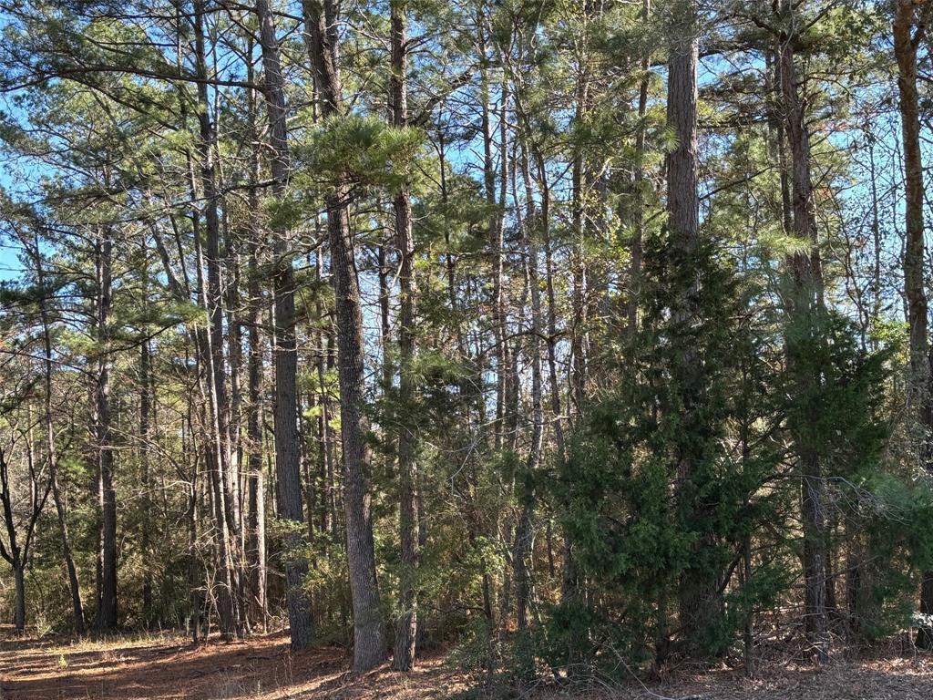 Great location just minutes from Palestine, or Frankston and about 30 minutes from Tyler. Beautiful timber on this unrestricted approximately 6.4 acre property. The perfect place to build your dream home or business! Recent timber specialist suggested a $20K value for the pine timber alone! Terrain slopes in areas. Many sites to build.