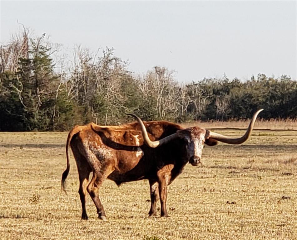 Discover the perfect opportunity to own 150 acres of versatile, picturesque land in the City of Hitchcock. This remarkable property comprises two adjoining tracts, each approximately 75 acres, offering plenty of space and potential for various uses. With 3 ponds, partially cleared & fenced (featuring two new sides of fencing), this property is well-prepared for agricultural or recreational pursuits. (Current agricultural exemption)

Situated in Flood Zone X, the property has minimal flood risk. Conveniently located on FM 2004 with 945 feet of frontage for easy access. Avenue C extends into the property from FM 2004, ensuring accessibility and potential for further development.

Families will appreciate the dual school district options, serving both Santa Fe and Hitchcock ISDs. A survey is available. All showings are accompanied to ensure your time exploring this beautiful land is informative and productive.