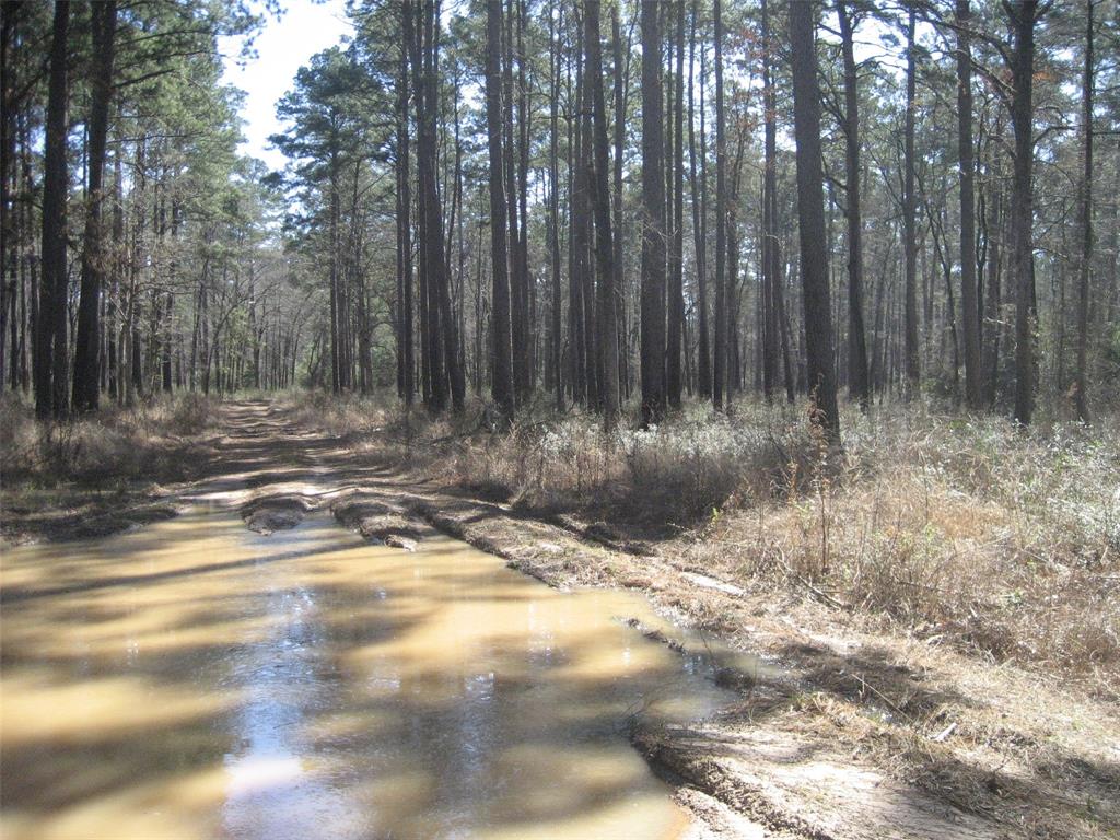 ISOLATED 80 ACRES IN THE NATIONAL FOREST. GOOD ROADS LEAD TO THE PROPERTY, WEATHER SHOULD BE A FACTOR IN SHOWING. HARVESTED IN 2010, BUT NEW GROWTH VALUES SHOULD BE VERIFIED. EXCELLENT HUNTING EXIST. UTILITIES SHOULD ALSO BE INVESTIGATED.