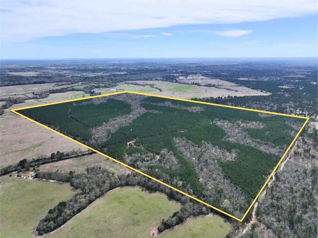 Rare, large acreage tract in the Lovelady/Pearson Chapel area with a diverse landscape. The property is wooded in loblolly pine, planted in 2015, and has been managed for future passive timber investment. Occasional thinnings can provide income while also managing the timber for future growth.
The land is then bisected by several streamside management zones which feature a variety of oak species – mostly water oak and post oak. These areas provide an open understory and attract wildlife to graze and search for nearby streams. The mature oaks offer a feature that is unique and hard to find in East Texas!
Minimal neighbors provide a quiet atmosphere for hunting or simply recreation. With select trails already cut through the property, this is ready to be transformed into your desire! Leave rural for hunting or improve with additional trails, add a cabin, etc! Tons of road frontage provides for lots of possibilities!
Option to purchase the North or South side of CR 3450 separately