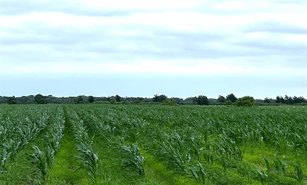 00 County Rd 390 El Campo, Texas Currently in Row Crop this 20 + acres is a great investment opportunity or great place to build your forever home. Not in a flood zone, Louise ISD.