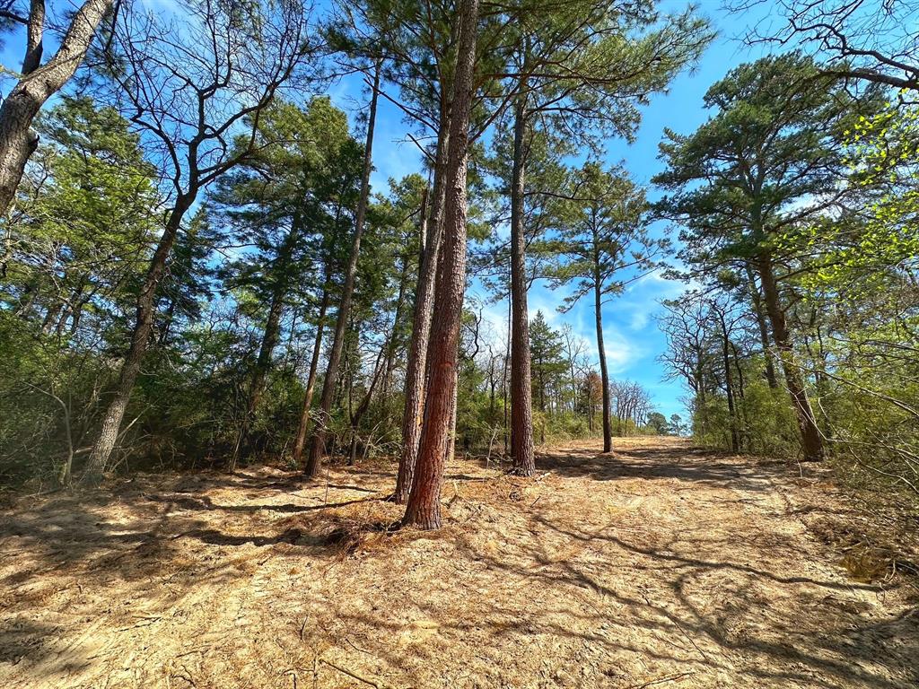 TBD CR 292 Buffalo, Texas Nestled just south of the highly desirable Flo community, this beautiful 11.10 acre tract in the heart of Leon County offers the perfect blend of tranquility and accessibility. The land features rolling terrain and pristine virgin timber, providing an ideal setting for a future home site, whether you're looking to build a permanent residence or a charming cabin in the woods.
The property offers ample space to create your own secluded retreat, with abundant wildlife for outdoor enjoyment, whether you're an avid hunter or simply love the sights and sounds of nature. Electricity and community water are available, making it easy to hook up and start planning your dream property right away.
Dont miss out on this incredible opportunity to own a piece of serene Leon County land, perfect for those seeking a quiet, country lifestyle with the convenience of nearby amenities. Come see the potential for yourself!