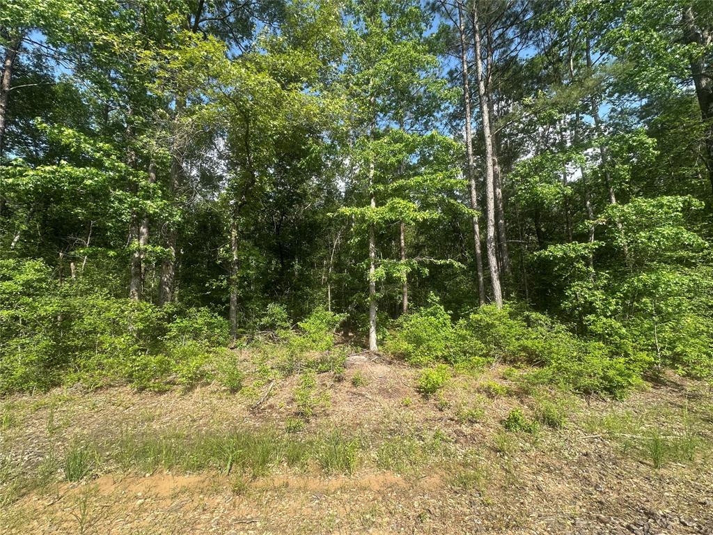 30 acres that borders the Davy Crockett National Forrest.. The property is wooded with a mix of planted pines and native hardwoods throughout the property. Prime whitetail deer habitat. With direct access to hundreds of acres of Davy Crockett NF. Whether you're looking for a private hunting retreat, an off-grid getaway, or a long-term investment in recreational land, this property delivers.