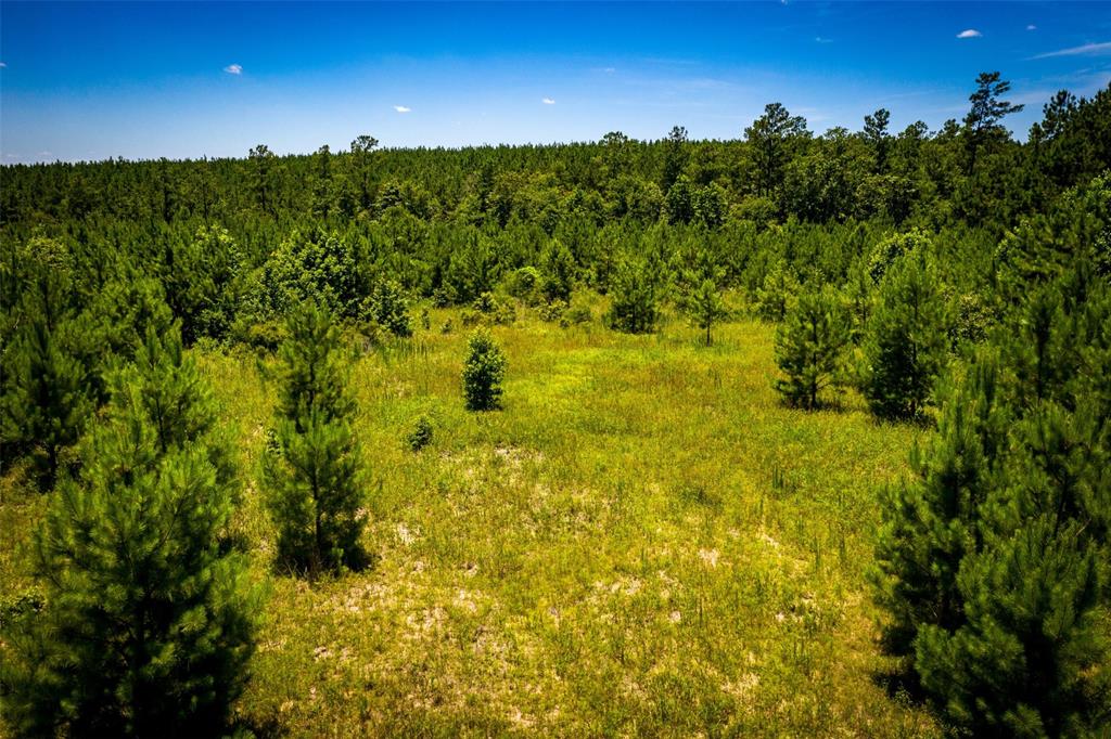 965 Acres U.S. 190, Huntsville, Texas 77340, ,Country Homes/acreage,For Sale,Acres U.S. 190,47437820