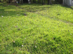 Houston Home at 6534 Madrid Houston , TX , 77021 For Sale Houston Home at 6534 Madrid Houston , TX , 77021 For Sale